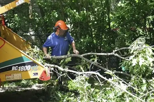tree services Bedford Hills